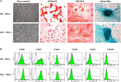 Combination of G-CSF and AMD3100 Improves the Anti-inflammatory Effect of Mesenchymal Stem Cells on Inducing M2 Polarization of Macrophages Through NF-κB-IL1RA Signaling Pathway